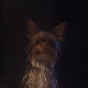 Meet your Posher, Curt